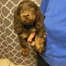 Dachshund Puppies from Dreaming of Dachshunds