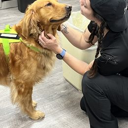 Golden Retriever Puppies from Crowders Creek Goldens