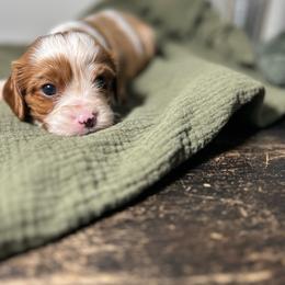 Cajun - Blenheim male Cavalier King Charles Spaniel puppy in Port Barre, Louisiana from Bayou Cavaliers