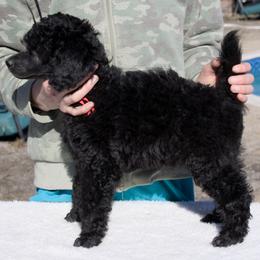 Acacia (girl) - red collar - Blue female Poodle puppy in Tullahoma, Tennessee from Peaceful Valley Poodles