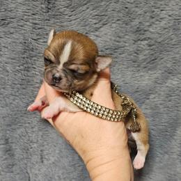 Flashy Valentino - Red and white male Chihuahua puppy in Ligonier, Indiana from Country Charm Chihuahuas