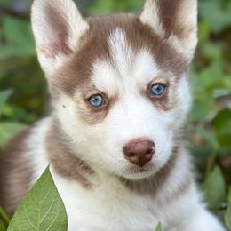 Siberian Huskies from Mythical Huskies