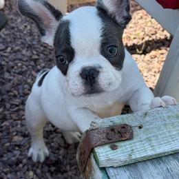 Strait - Blue male French Bulldog puppy in Waitts Lake, Washington from Best Friend standard Frenchies