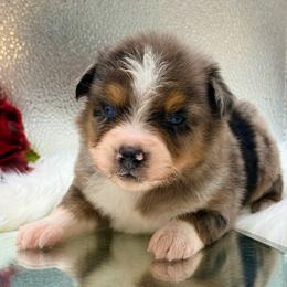 Thor - Blue merle male Toy Australian Shepherd puppy in Blacksburg, South Carolina from Rustic Rose Toy Australian Shepherds