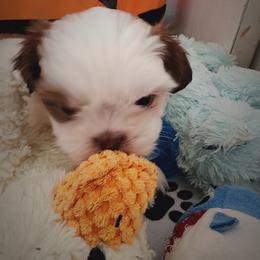 Shih Tzu Puppies from Shih Tzu Kennels