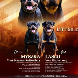 Rottweiler puppies from Karol's Rottweilers