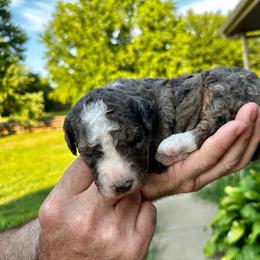 Tri Blue Merle - Blue merle male Bernedoodle puppy in Holt, Missouri from Mindys Doodles
