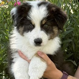 Australian Shepherd Puppies from Boundless Joy Aussies