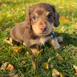 Boy 2 - Chocolate and tan male Dachshund puppy in Terreton, Idaho from BM Mini Doxies
