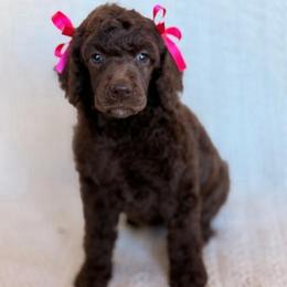 Funshine - Brown female Poodle puppy in Lavonia, Georgia from Peach Blossom Kennels