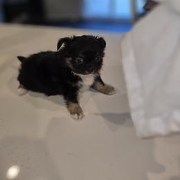 Chihuahua puppies from Cutie Pie Chihuahua's