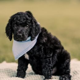 Poodle Puppies from H4 Standard Poodles