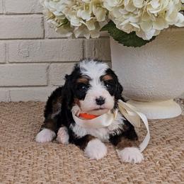 Blaze - Tri-color male Bernedoodle puppy in Russell Springs, Kentucky from 270 Doodles