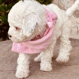 Goldendoodle and Poodle Puppies from Doodle Puppy Parti