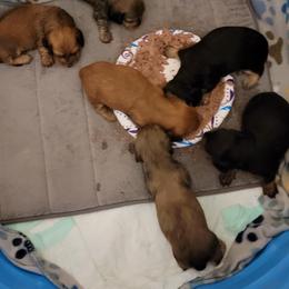 Dachshund Puppies from CLARK'S BREEDING PROGRAM