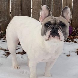 Porsha - French Bulldog