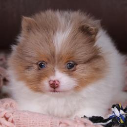 AKC Penny - Chocolate merle female Pomeranian puppy in Albany, Indiana from Hatz Off Puppies