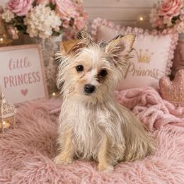 Strawberry - Gold male Yorkshire Terrier puppy in Knoxville, Tennessee from Little Yorkie Company