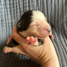 Chloe - Black tri-color female Australian Shepherd puppy in Hillsboro, Oregon from A&D Australian Shepherds