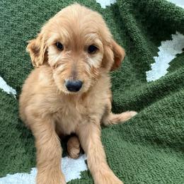 Green - Red  male Goldendoodle puppy in Bakersfield, California from Lavish Doodles