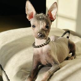 Chihuahua and Chinese Crested Puppies from Western Kentucky Chihuahua’s and Chinese Crested’s