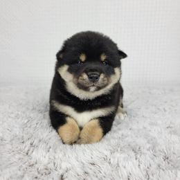 Kairo - Black and tan male Shiba Inu puppy in Sacramento, California from Shiba Inu of Matrix