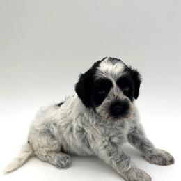 Eilleen - Black female Australian Labradoodle puppy in Denton, Texas from Dignity Labradoodles