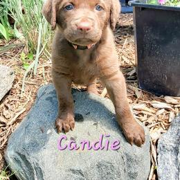Chesapeake Bay Retriever Puppies from Shore Acres Chesapeakes
