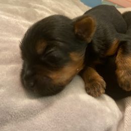 Yorkshire Terriers from Breeona's Yorkshire Terriers