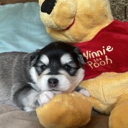 Winston - Black and white male Pomsky puppy in Diamond Lake, Washington from Husky Haven WA