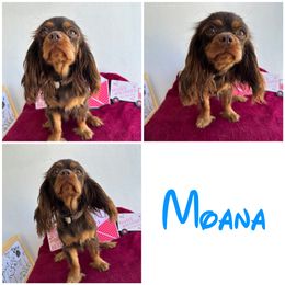 Moana - Cavalier King Charles Spaniel