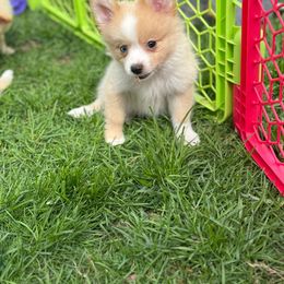 Boy # 1 Zac - Cream parti Pomeranian puppy in Syracuse, New York from Rios Pomimo Puppies