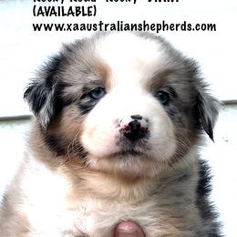 Boy 1 - Rocky Road - "ROCKY" - Blue merle Australian Shepherd puppy in Gowen, Michigan from XA AUSTRALIAN SHEPHERDS