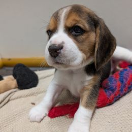 Green - Black tan and white female Beagle puppy in Vallejo, California from Tailwindfarm