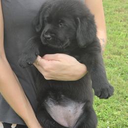 Teal girl - Black female Labrador Retriever puppy in Fort Myers, Florida from Big Cypress labradors
