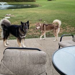 Siberian Husky Puppies from Star Blue Siberians