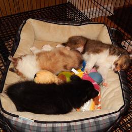 Rottweiler and Shetland Sheepdog Puppies from Mountain High Kennels