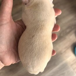 Pixie's cream boy 3 - Lilac male Boston Terrier puppy in Yakima, Washington from Barnett’s AKC Boston Terriers