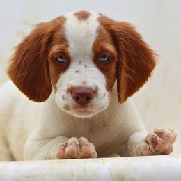 Spritz - White and orange male Brittany puppy in Downers Grove, Illinois from Attitude Brittanys