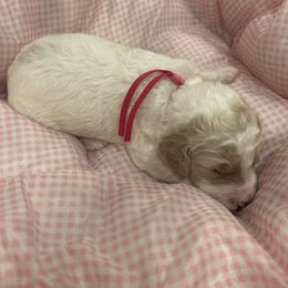 Princess - Parti female Poodle puppy in Mobile, Alabama from Semmy’s Standard Poodle LLC