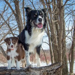 Border Collie, Golden Retriever, and Sporty Mix Puppies from Turbo Border Collies & Coltrievers
