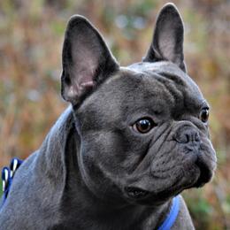 French Bulldogs from By Billy LaVie en Rose