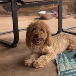 Goldendoodle Puppies from The Doodle grove