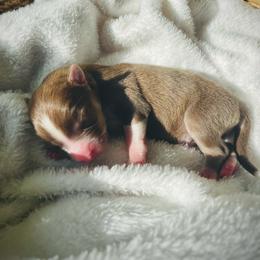 Turks - Red and white male Pomsky puppy in Greenville, South Carolina from Thicketty Mountain Pomskies