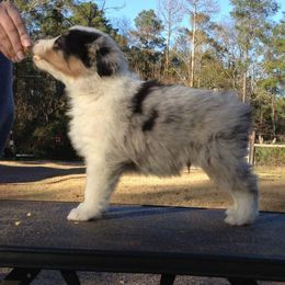 Australian Shepherd Puppies from MRT Aussies
