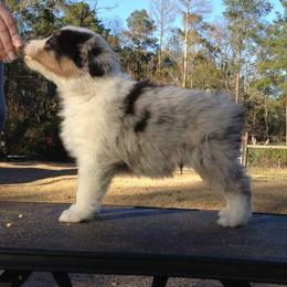 Australian Shepherd Puppies from MRT Aussies