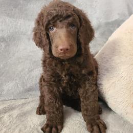Pink Collar - Brown female Poodle puppy in Colorado Springs, Colorado from Silly's Standard Poodles