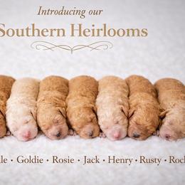 Lady - Apricot female Goldendoodle puppy in Macclenny, Florida from Baker County Goldendoodles