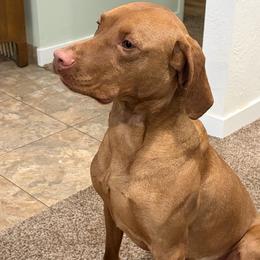 Bullet - Vizsla