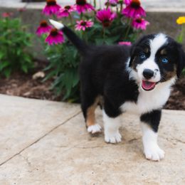 Ollie - Black tri-color male Australian Shepherd puppy in Oakland City, Indiana from Moonlightaussies